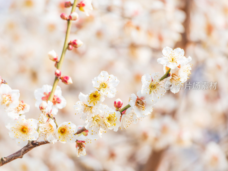 枝头盛开的白色梅花特写