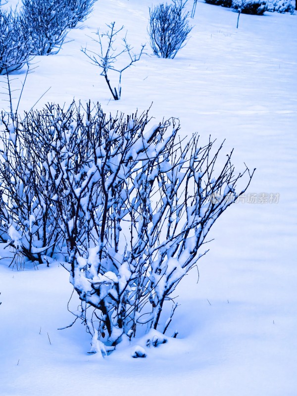 雪后户外带雪树枝的冬日景象