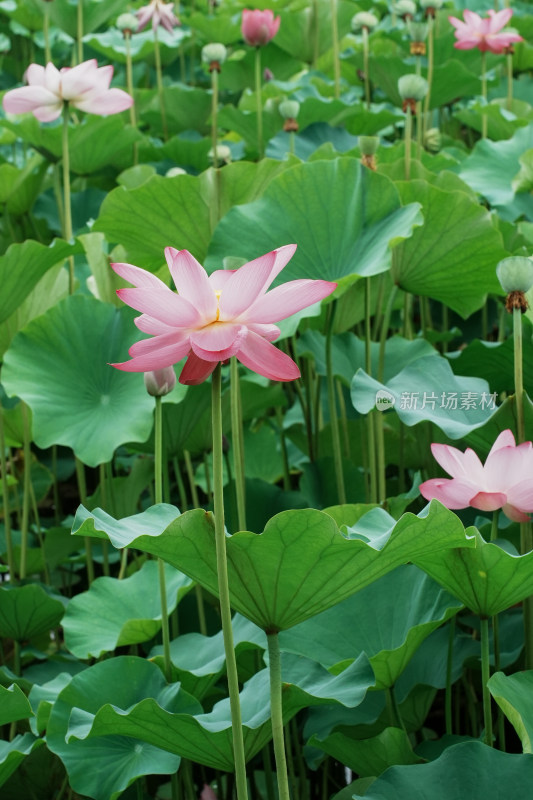 北京圆明园荷花