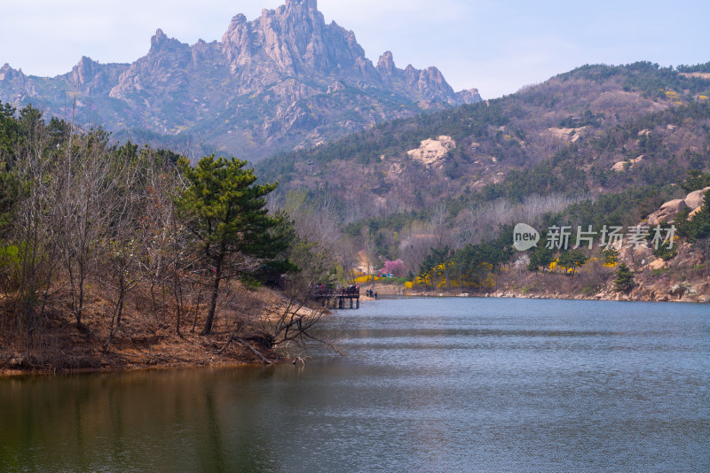 青岛大珠山杜鹃花风光