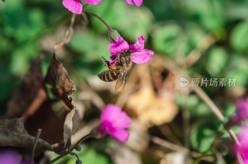 蜜蜂采蜜特写