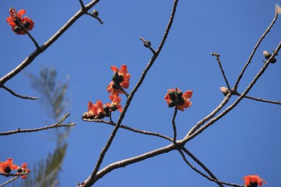 红色木棉花 攀枝花 琼枝 9682