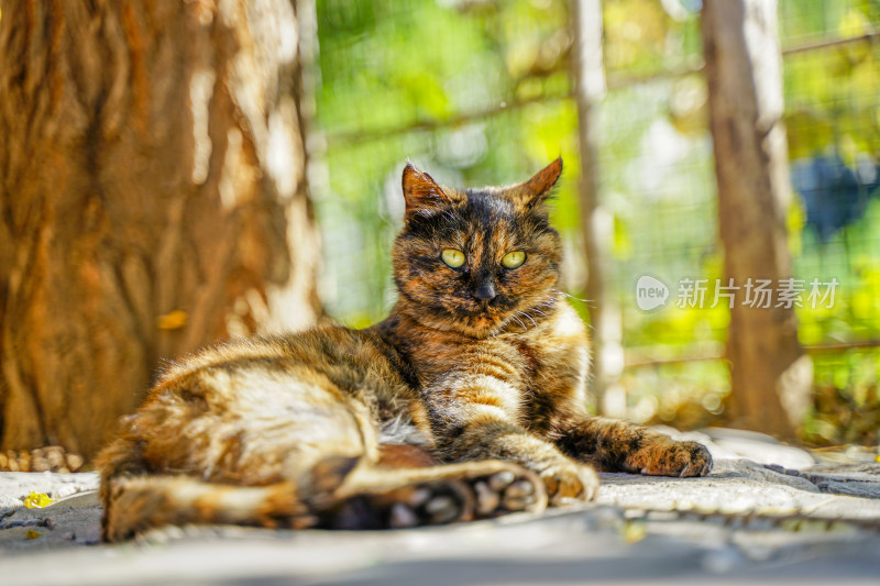 玳瑁猫在树下躺着宠物猫