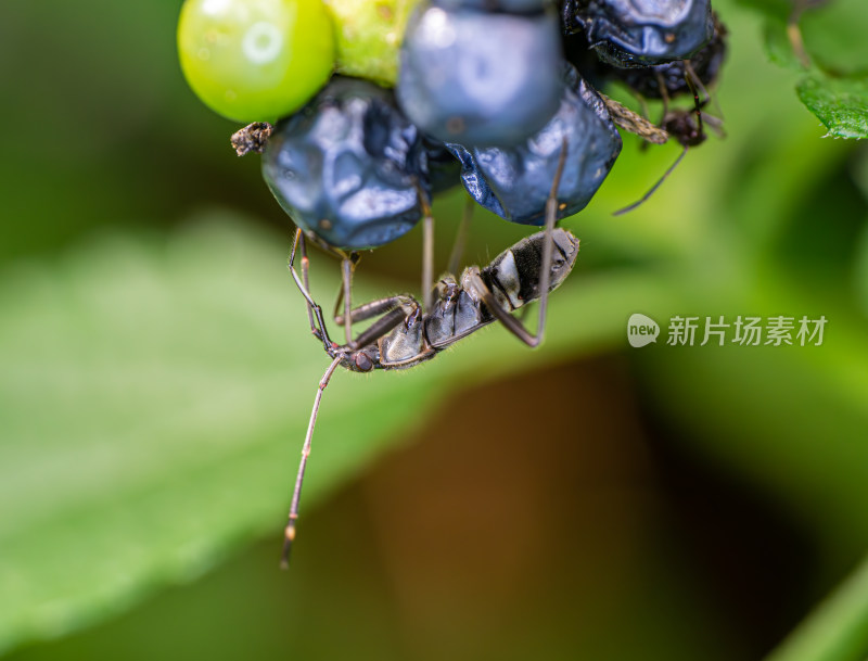 马缨丹果实上进食的长头蝽