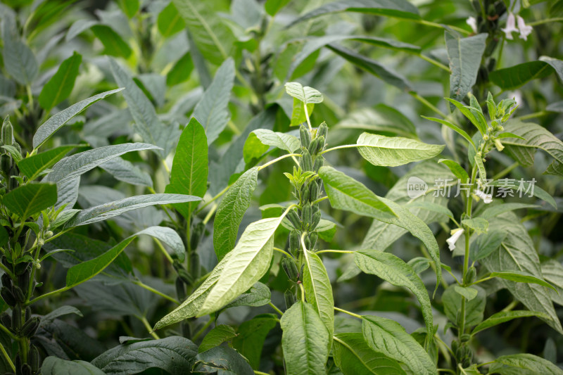 结出果实的芝麻