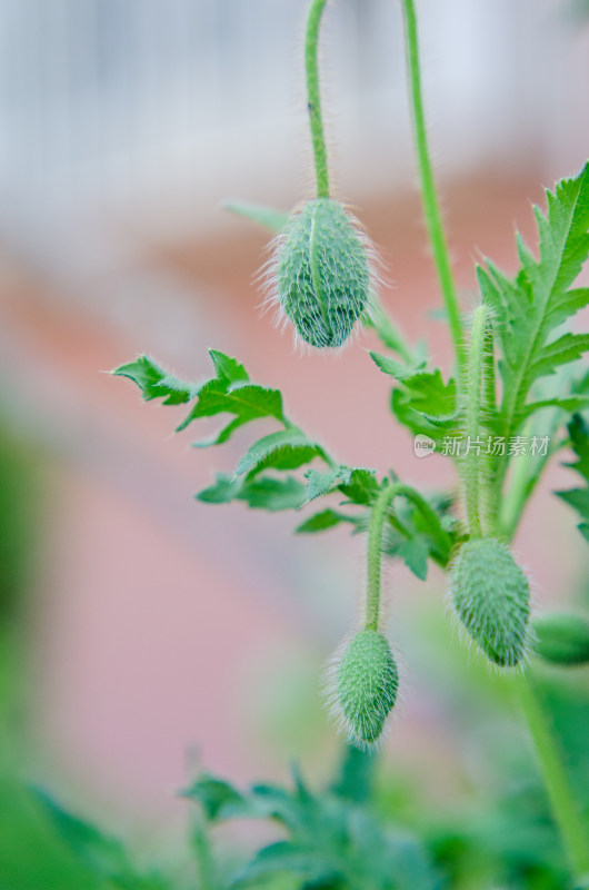 带绒毛的绿色植物果实特写