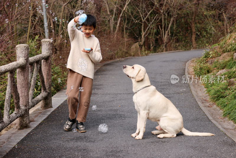 一个中国小男孩和他的宠物拉布拉多犬