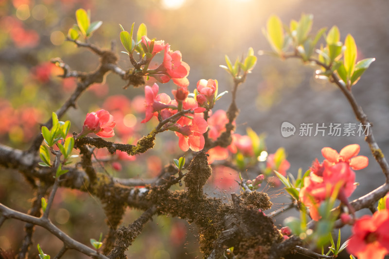 春日阳光照耀下的粉色花朵