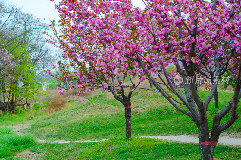 小道旁一片樱花树林