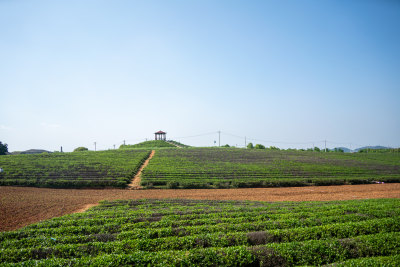 春天茶园采茶