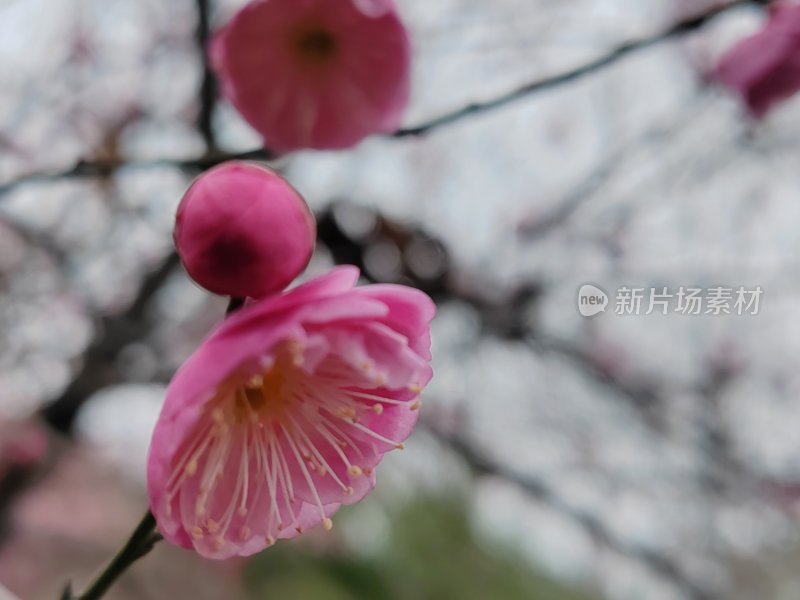 粉色梅花特写展示花蕊之美