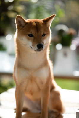 一只柴犬的头部特写