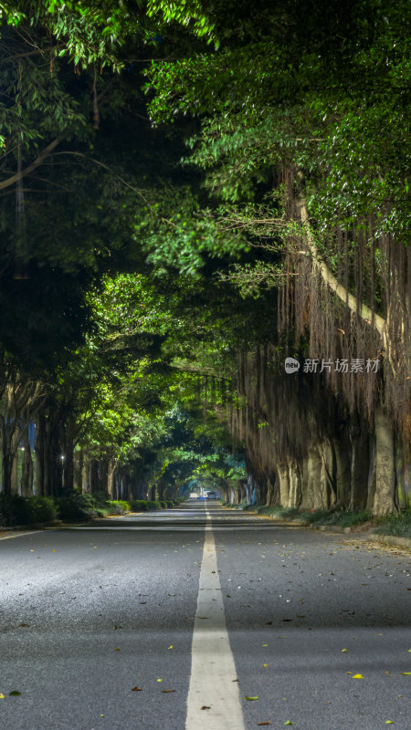 高清实拍道路两旁行道树