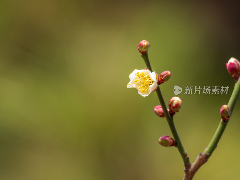 枝头盛开的白色梅花特写