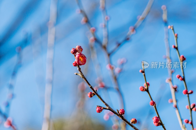 西溪湿地晴朗天气下盛开的梅花