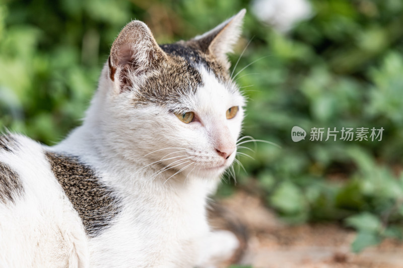 小猫咪、狸花猫、宠物猫