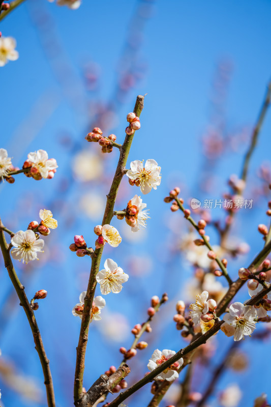 春天北京市内桃花盛开明城墙遗址公园