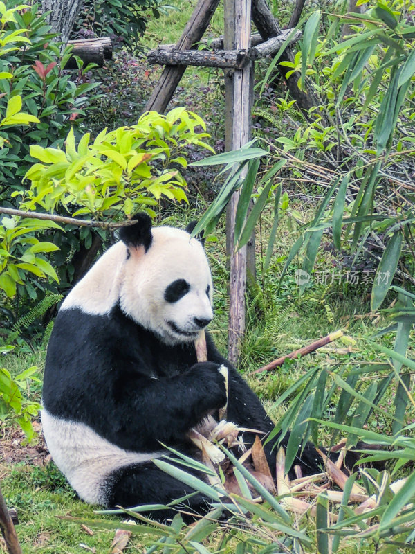 成都大熊猫繁育研究基地的大熊猫