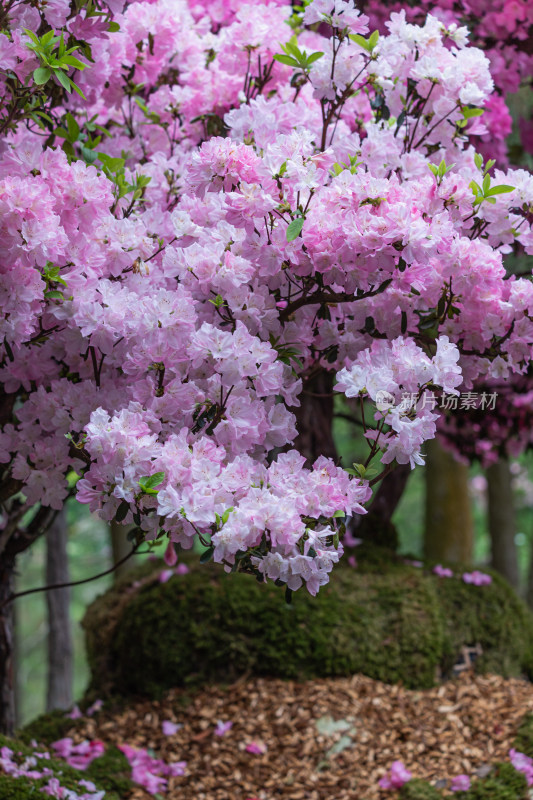 映山红、杜鹃花