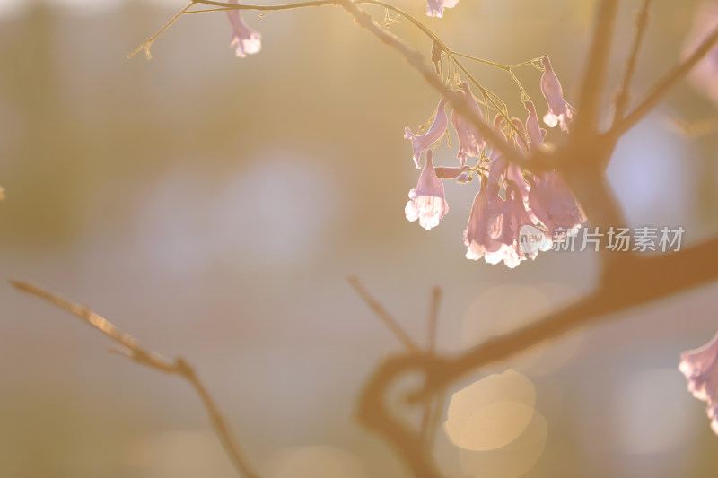 蓝花楹盛开