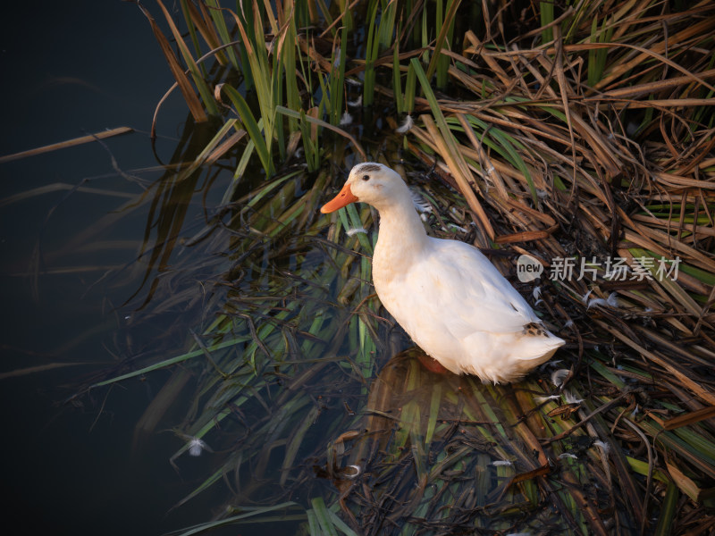 水边白鸭子