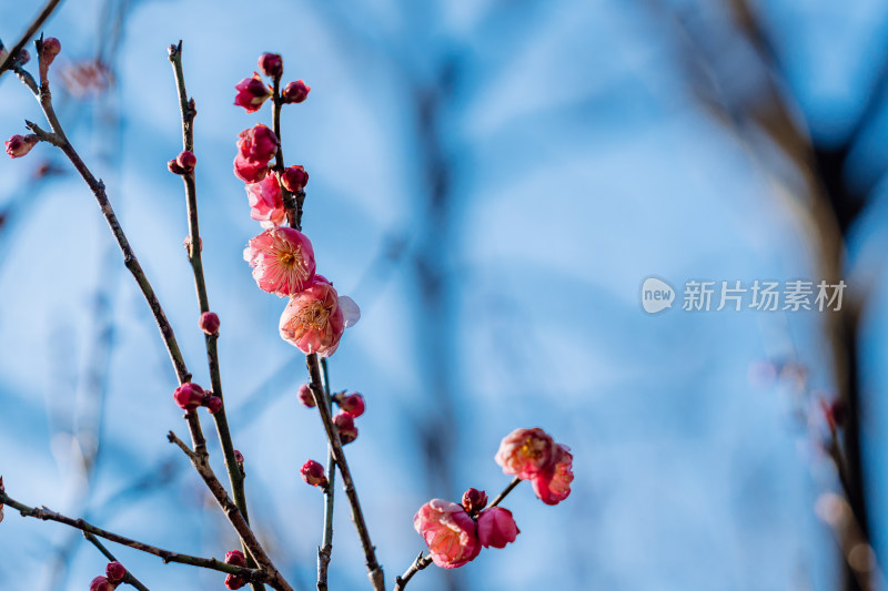 西溪湿地晴朗天气下盛开的梅花