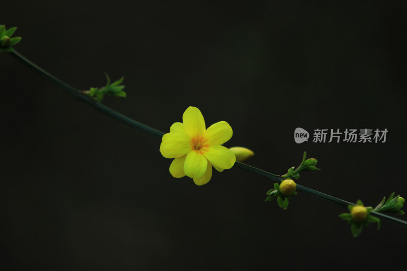 春天的迎春花，小黄花，黄色小花