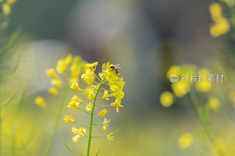 春天油菜花和蜜蜂