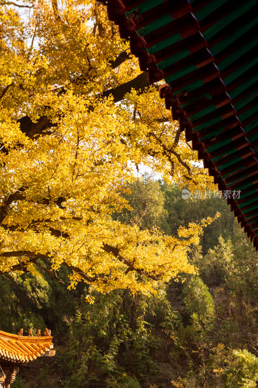 山东济南淌豆寺秋天黄色千年银杏树叶美景