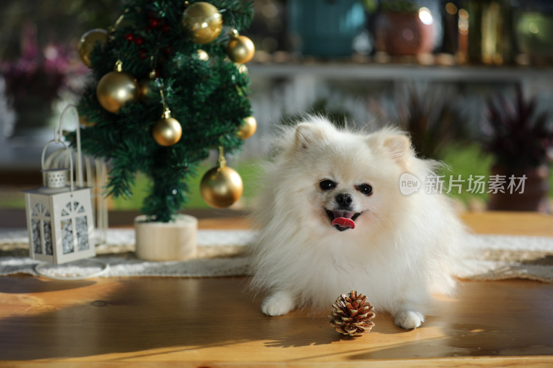 一只趴在桌上的白色博美犬和圣诞树