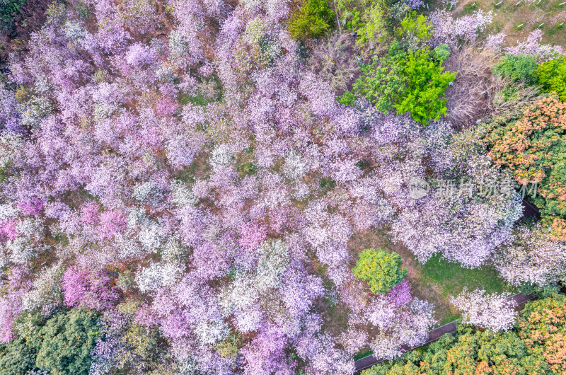 广州大夫山森林公园紫荆花海航拍全景风光