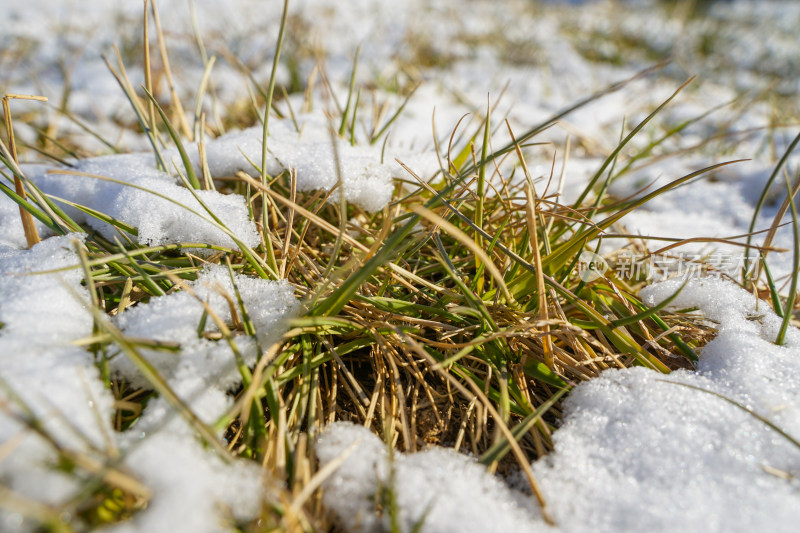 草地上的积雪
