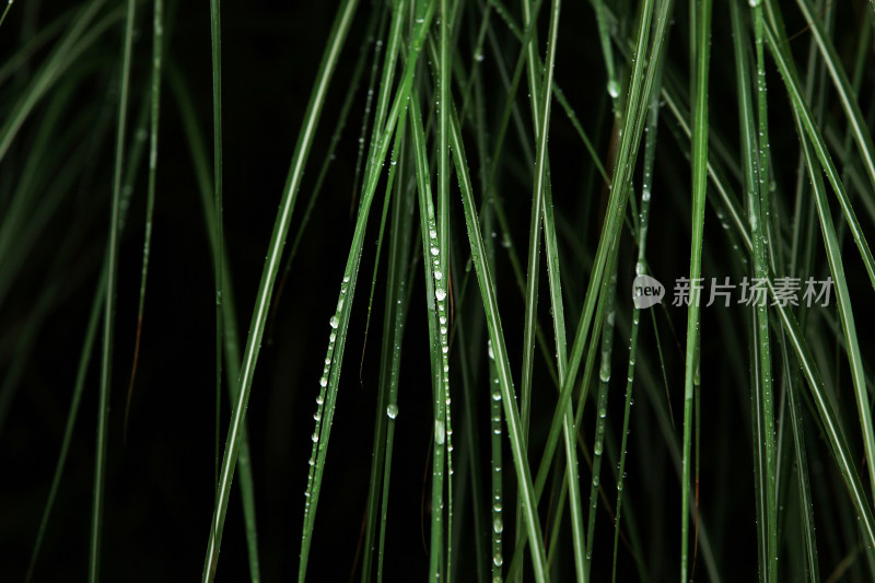 雨后绿色叶片上的水滴