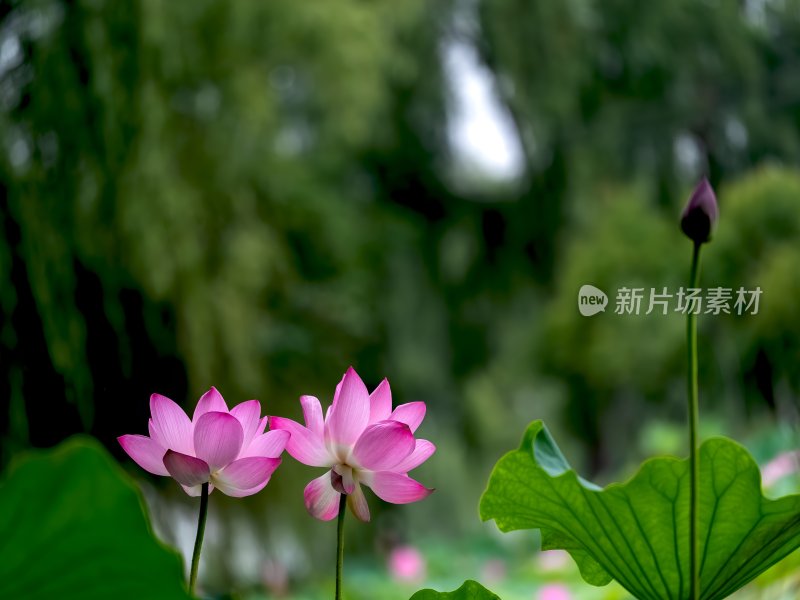 夏季荷塘莲花盛开