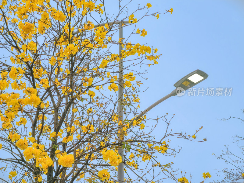 城市街道盛开黄花风铃木景象