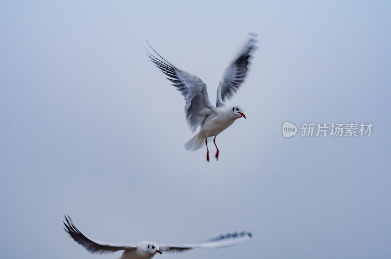 天空中一只展翅飞翔的海鸥