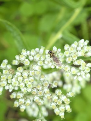 花花、微距、特写、荷花、昆虫