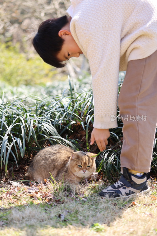 一个中国小男孩和他的宠物猫金渐层