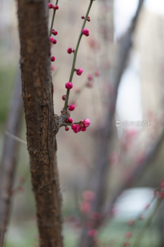 黄昏粉嫩梅花绽放于枝头的唯美画面