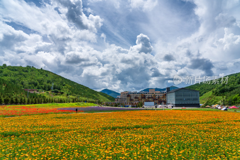 张家口崇礼夏日旅游山谷格桑花海风光美景