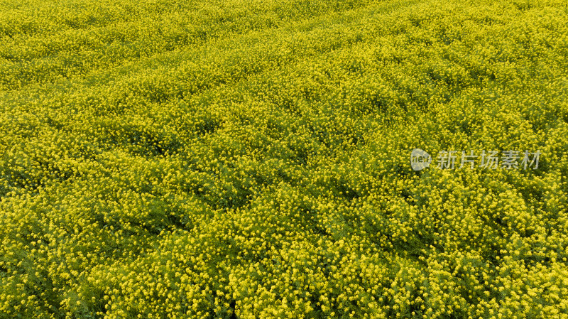 湖北江汉平原的油菜花