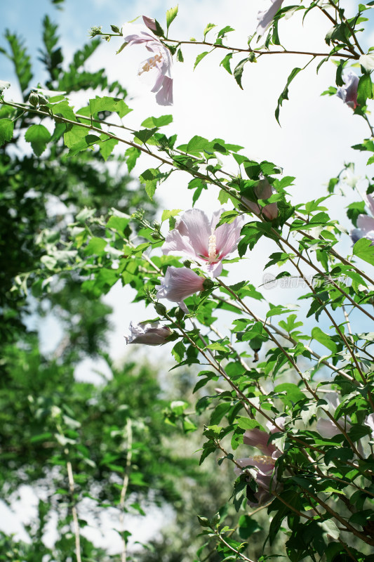 北京圆明园木槿花