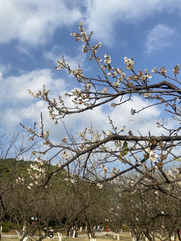 广州萝岗香雪公园梅花盛开