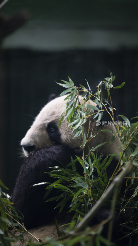 熊猫进食竹叶憨态可掬