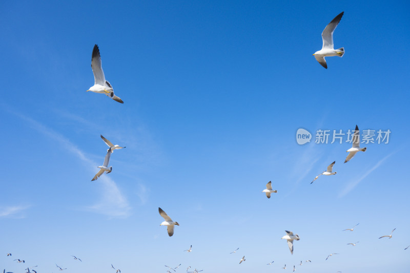 蓝天大海沙滩海鸥飞翔生态保护自然风景