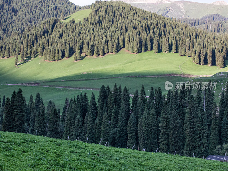 夏天新疆伊犁草原森林的大自然风景