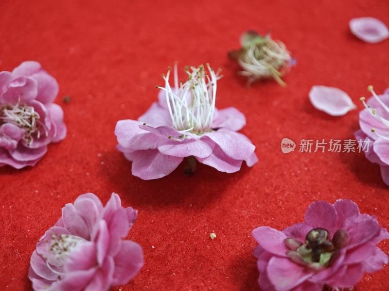 红色背景上的粉色花朵