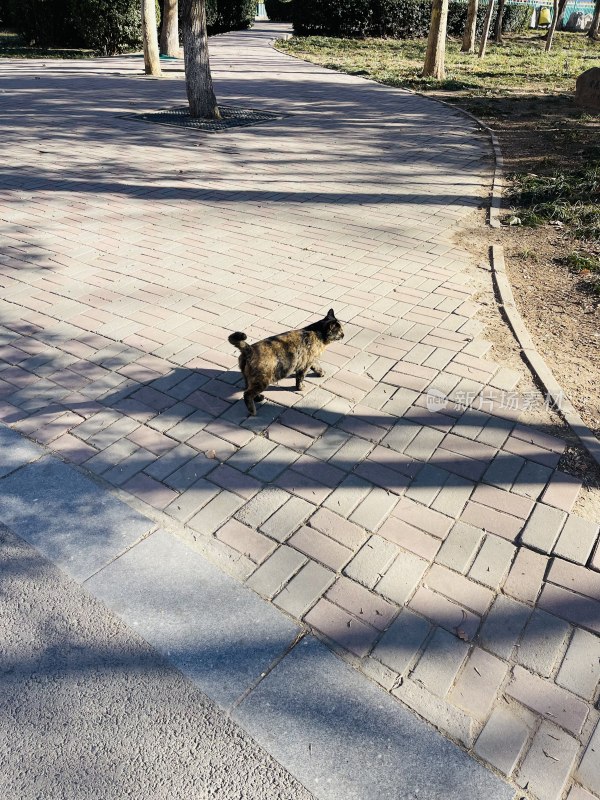 公园流浪猫玳瑁色狸花猫野猫