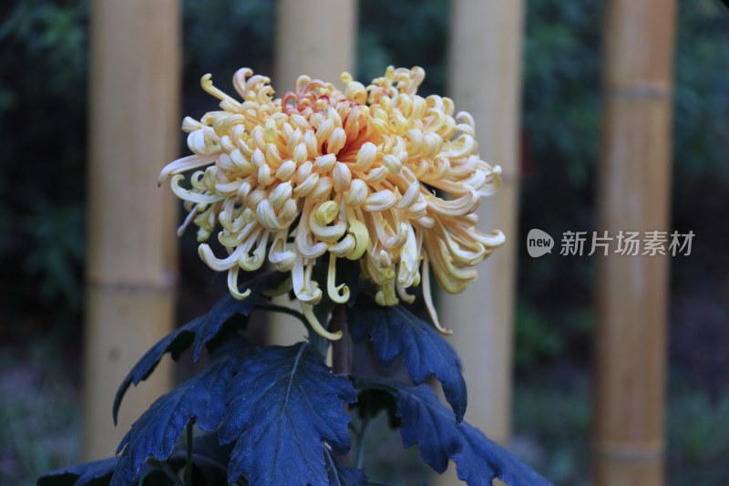 粉红菊花 橙红色菊花 