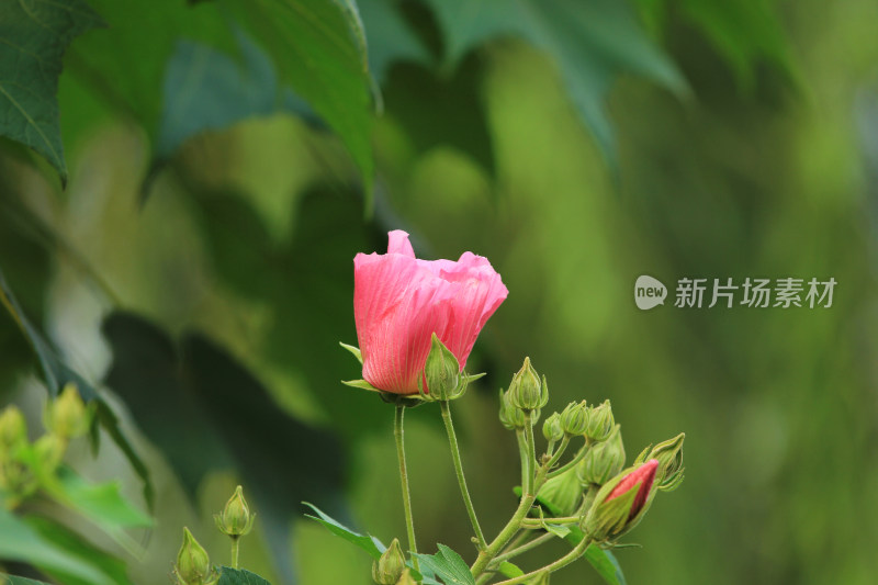 芙蓉花，木芙蓉，成都市花，红色